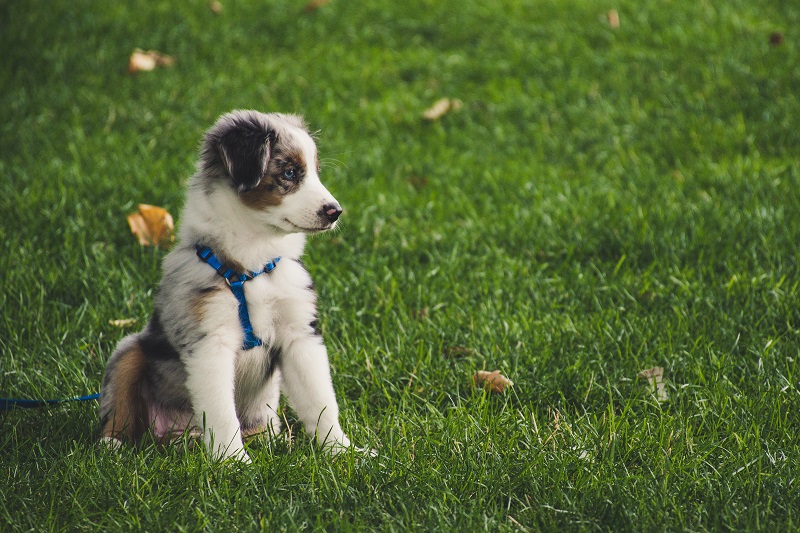Für kleine Hunde kann der GPS Tracker zu schwer sein