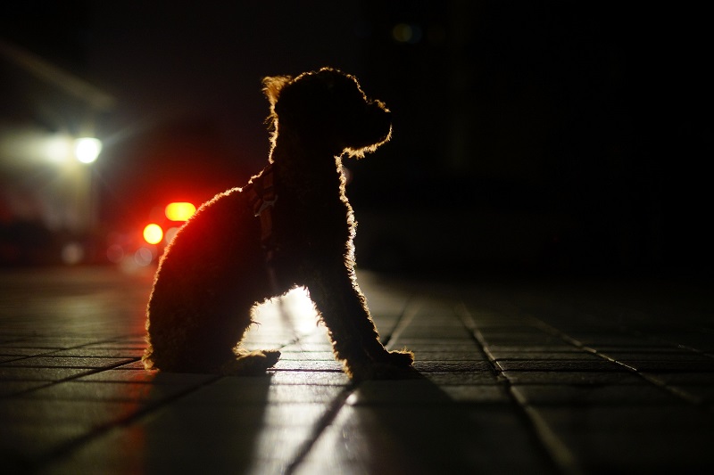 kleiner Hund im Dunkeln