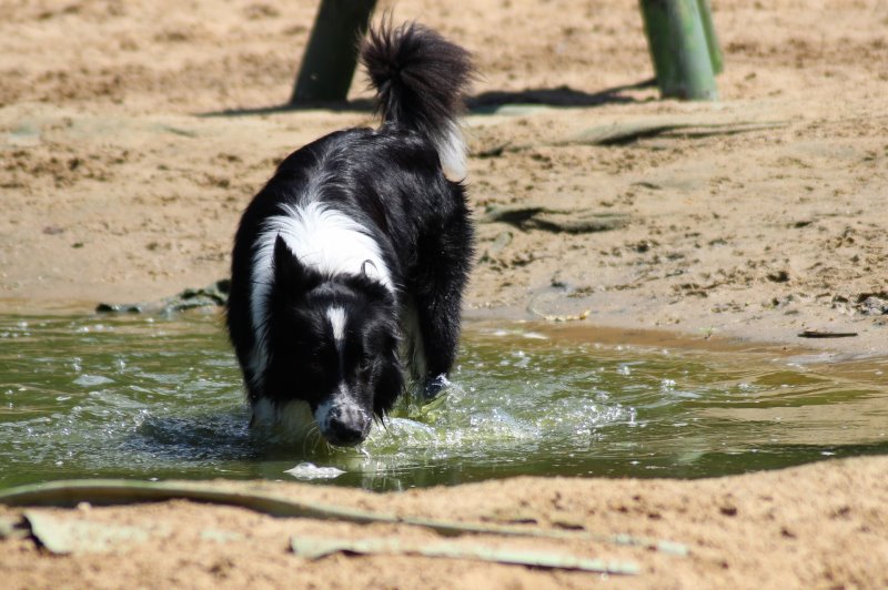 Hund sucht sauberes Wassere in Pfütze