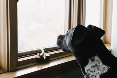 Hund alleine vor Fenster 