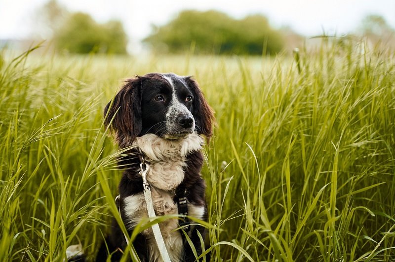Zeckenzange Test: Hund im hohen Gras