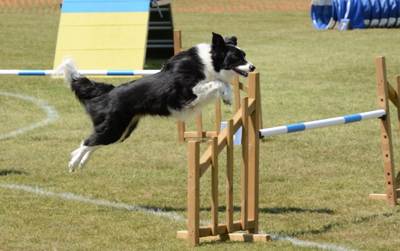Hund springt über Hürde eines Agility Sets