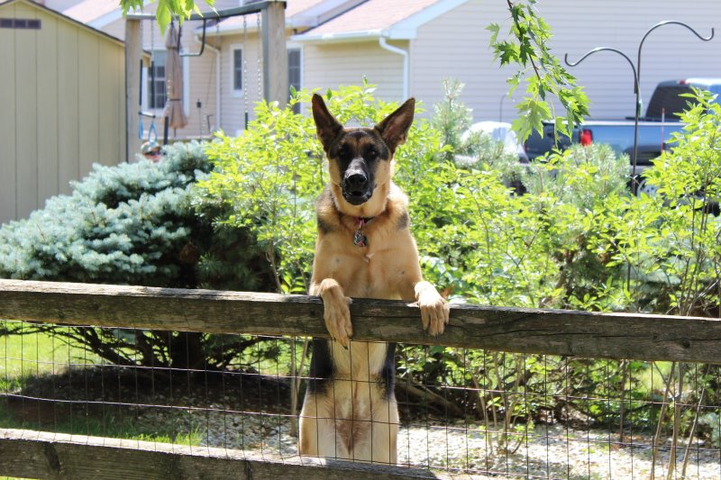Hund der an einem Zaun hoch springt