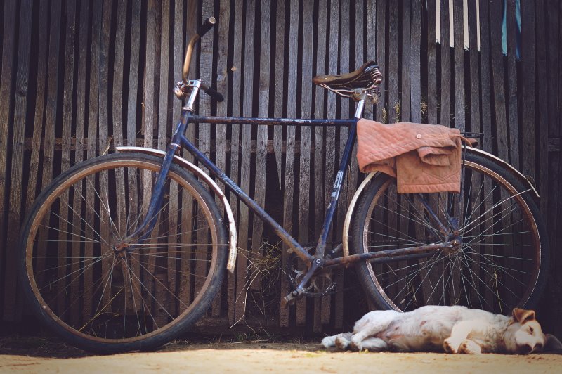 Alte Hunde brauchen Ruhepausen-Fahrradkorb ist dabei hilfreich