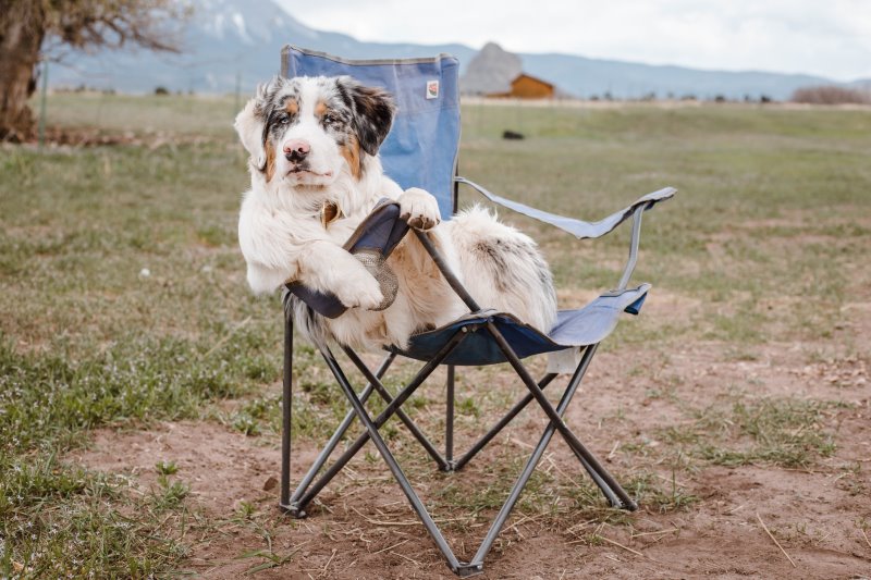 Hund sitzt auf Campingstuhl