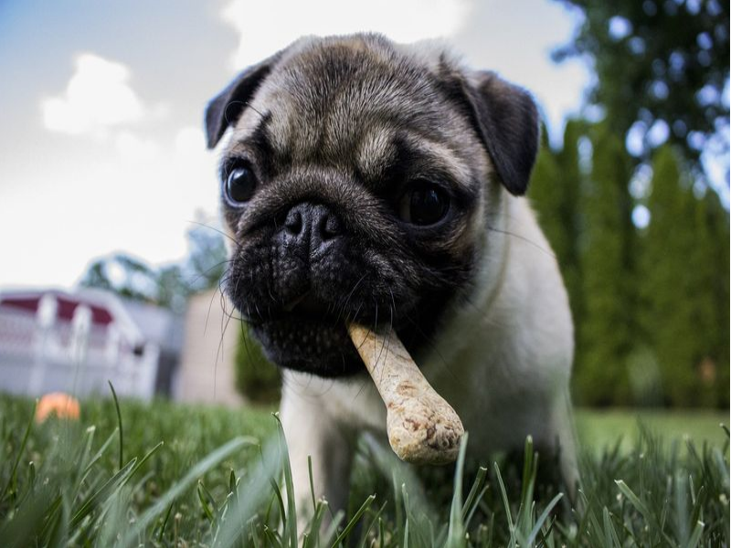 Dürfen Hunde Lammknochen essen? heyhund.de