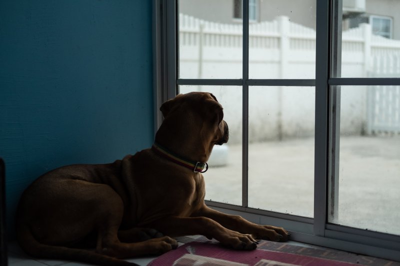 Hund sitzt vor einem Fenster