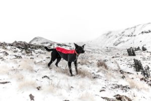 Manche Hunde benötigen bei kalten Temperaturen einen Hundewintermantel