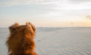 Hund am Strand Sonnenuntergang