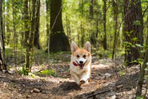 Hund läuft durch Wald