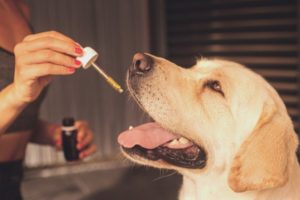 Öle für Hunde Test & Vergleich