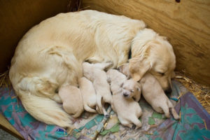 Hundewelpen nach der Geburt