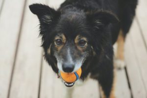Hund hält Chuckit Ball im Maul
