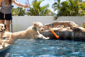 Hund mit Wasserspielzeug