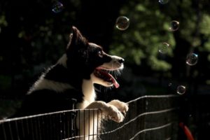 Hund, der an einem Hundezaun hochspringt, zwischen Seifenblasen