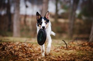 Ein Hund läuft mit einer Frisbee im Maul durch den Wald.