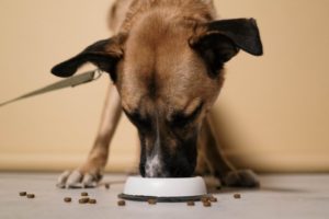 Hundefutter mit hohem Fleischanteil gehört zu artgerechter Ernaehrung