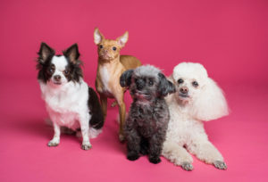 Vier Hunde vor einem pinken Hintergrund