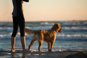 Ferienwohnung mit Hund Ratgeber