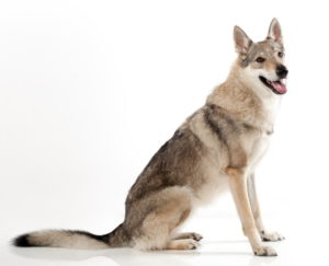 Tschechoslowakischcer Wolfhund im Sitzen