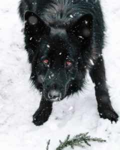 Kroatischer Schäferhund im Schnee