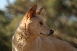 Dingo in freier Wildbahn