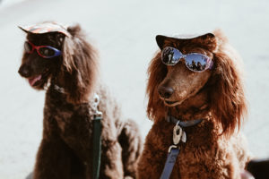 Zwei Hunde mit Hundebrille für UV-Schutz