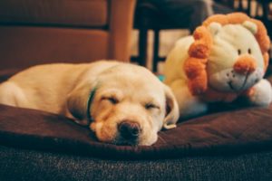 Kuscheltiere für Hunde: Test, Vergleich und Kaufratgeber