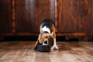 Beagle frisst aus braunen Futternapf
