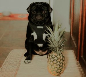 Ein Hund sitzt vor einer Ananas