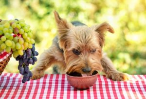 Dürfen Hunde Weintrauben fressen?