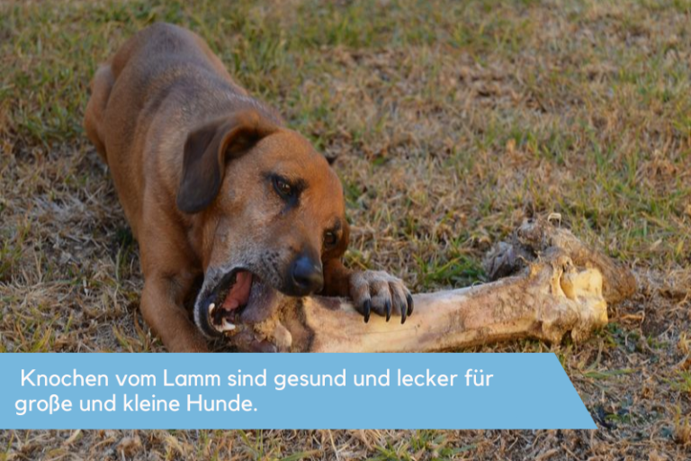 Dürfen Hunde Lammknochen essen? - heyhund.de