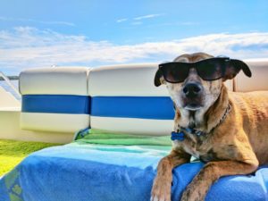 Hund im Sommer mit Sonnenbrille auf einer Kühlmatte