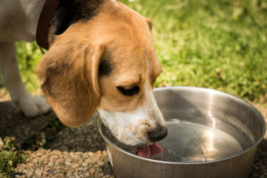 Ein Hund trinkt aus seiner Wasserschüssel
