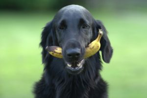 Dürfen Hunde Bananen fressen?