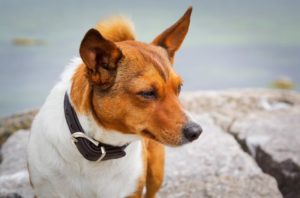 Halsband für Hunde im Test