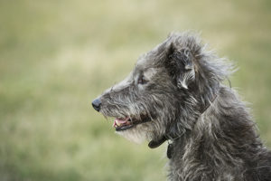 hunderasseportrait-deerhound