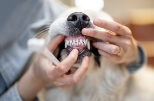 Hund bei dem die Zähne gezeigt werden, bei der Zahnpflege