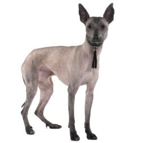 Ein Peruanischer Nackthund steht vor einem weißen Hintergrund